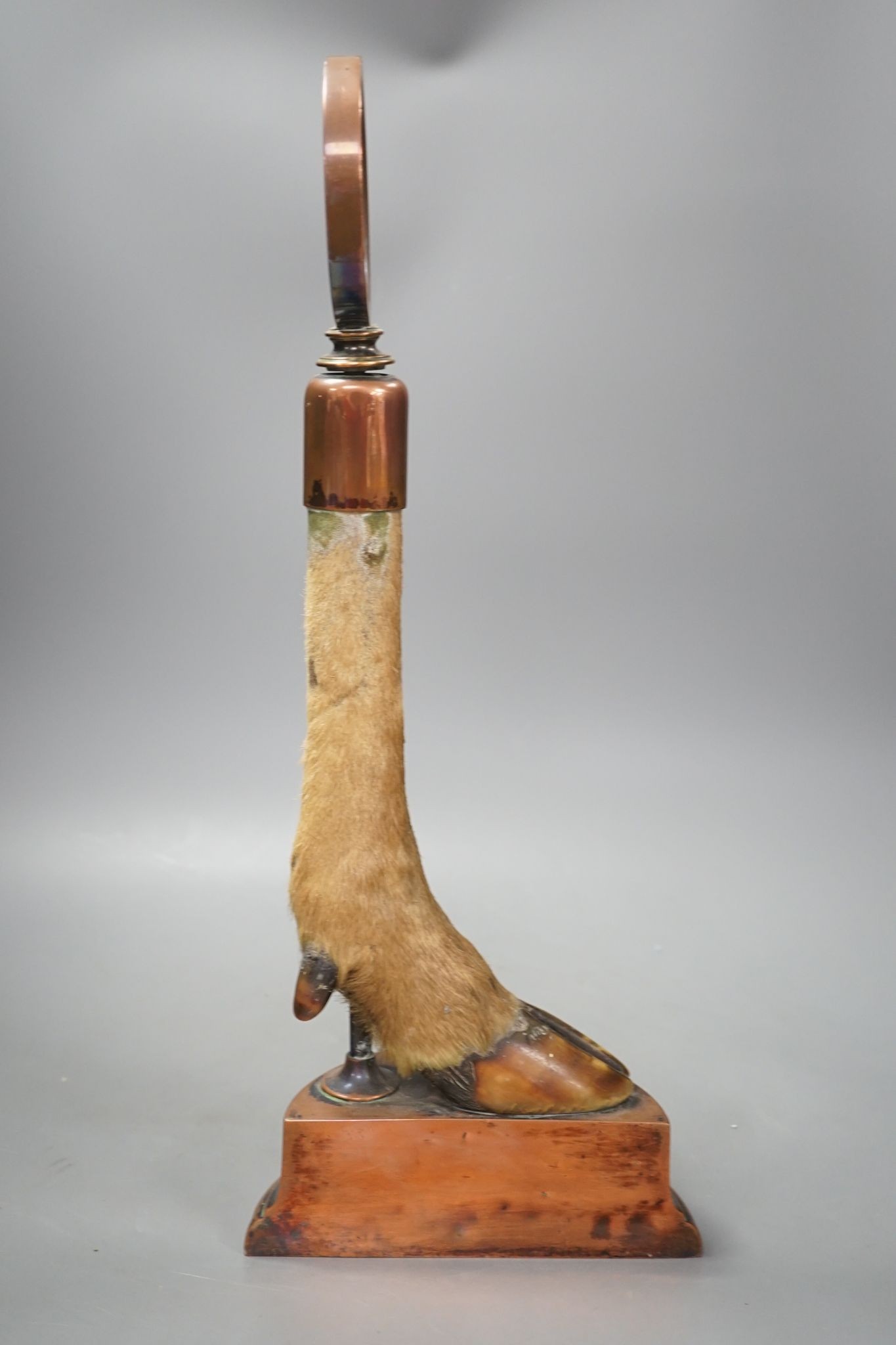 A Victorian taxidermic deer's hoof door-stop with copper cased base 48cm